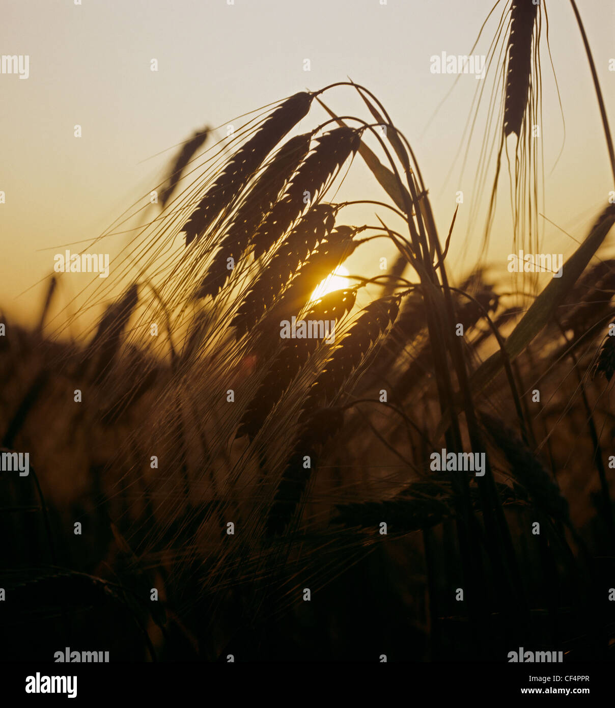 Cebada orejas contra un entorno cálido sol de verano Foto de stock