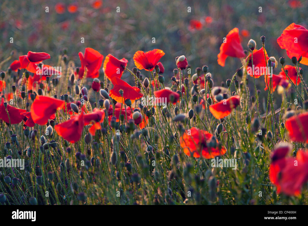 Campo de amapolas rojas en Reino Unido (Papaver rhoeas) Foto de stock