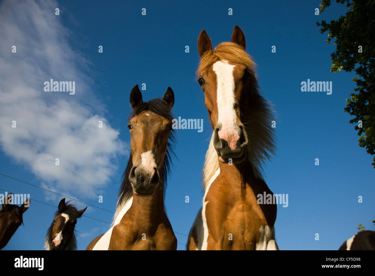 Curioso caballos de amplio ángulo de vista desde abajo Foto de stock