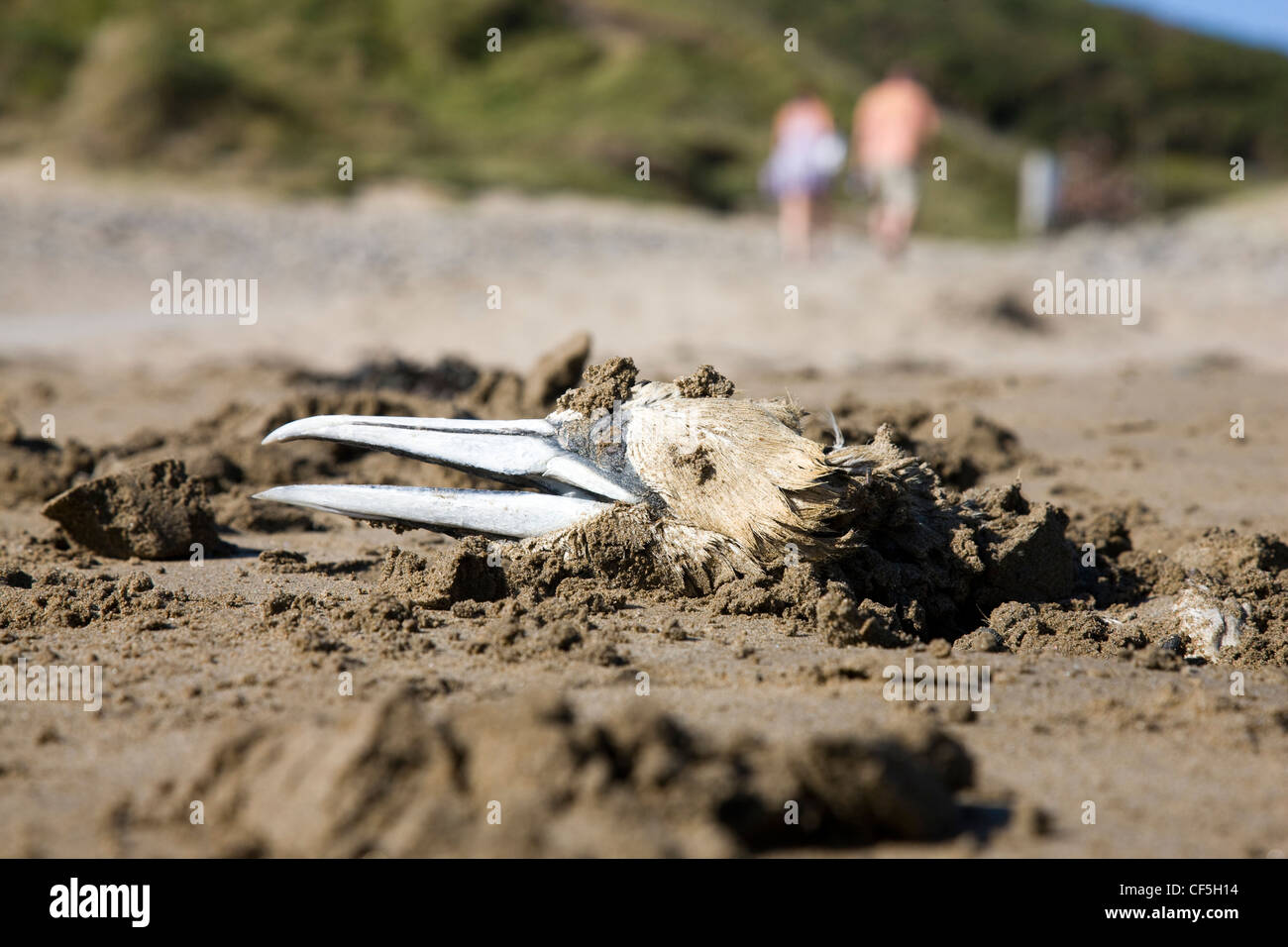 Gannett, muertos enterrados en la playa el día antes, luego parcialmente excavado por un perro Foto de stock