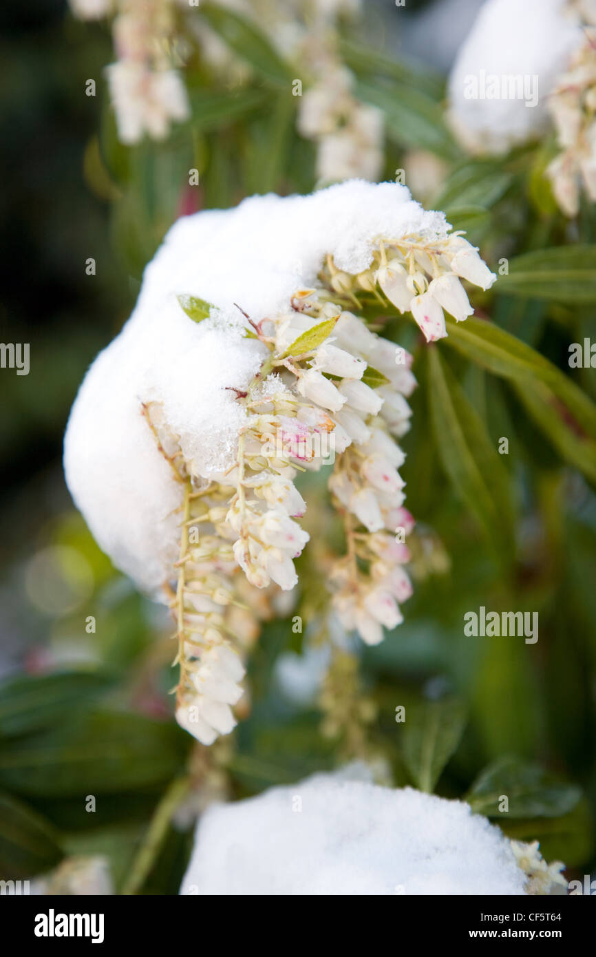 Jardín de invierno jardín británico en Allendale, Kent, UK, con vistas Romney Marsh una ligera nevada sobre Pieris formosa forrestii Foto de stock