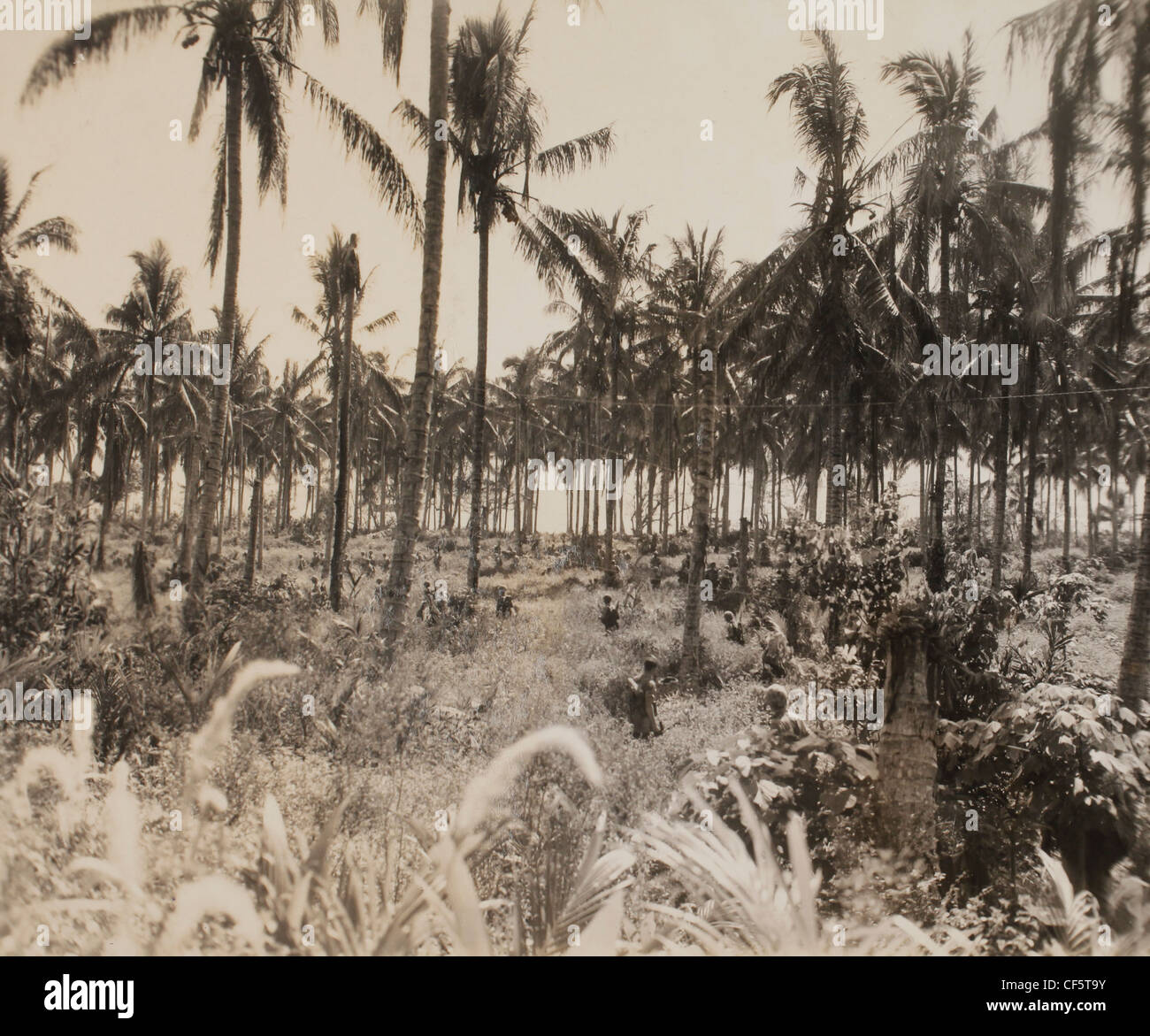 US Marine Corps de la campaña del Pacífico de la Segunda Guerra Mundial: Los miembros de la séptima Marines empujando hacia adelante después de aterrizar. Guadalcanal el 29 de agosto de 1944 Foto de stock