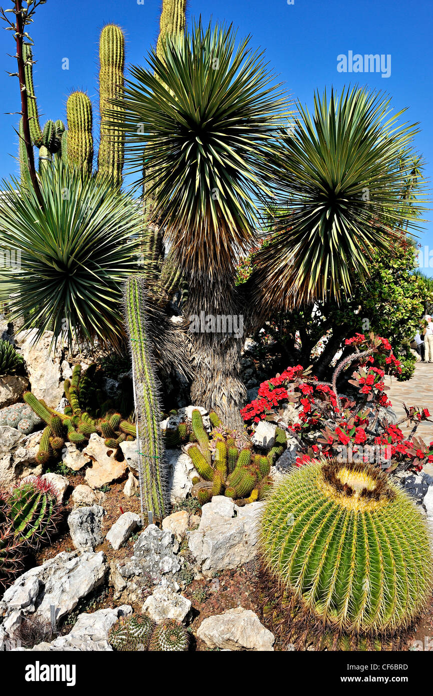 Jardines exóticos, Mónaco, Francia. Foto de stock
