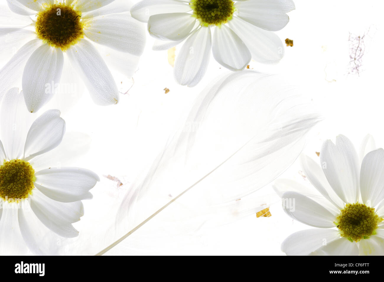 Daisy blanco pétalos con pluma sobre fondo blanco. Foto de stock