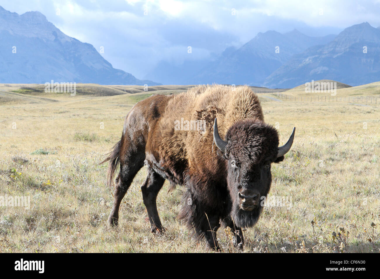 Bisontes americanos ; buffalo ; bos bison Foto de stock