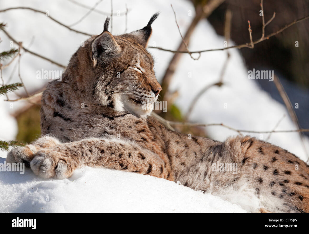 El lince (Lynx lynx) Foto de stock