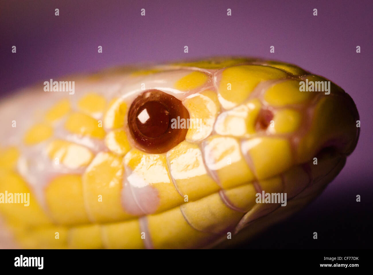 Una serpiente rey de California - albino Foto de stock