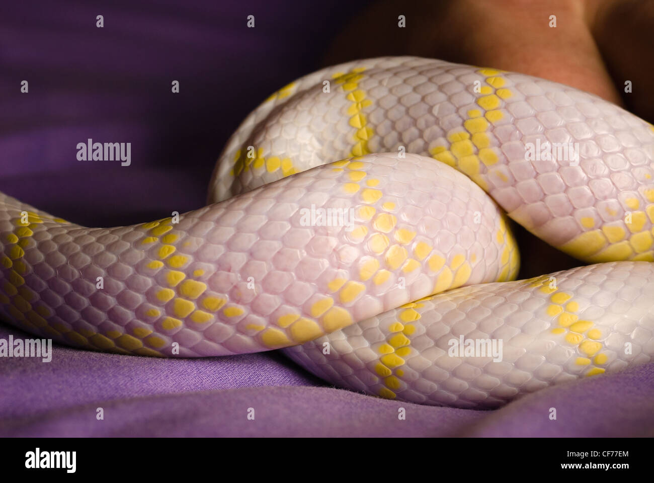 Una serpiente rey de California - albino Foto de stock