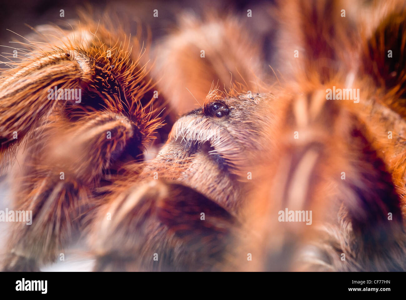 Un Chile Rose tarantula Foto de stock