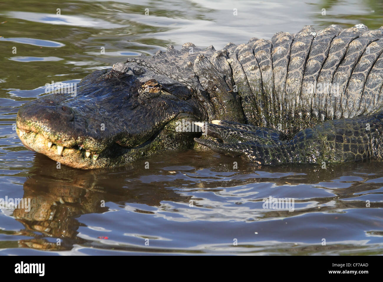 Florida Alligator tomando el sol de él o su uno mismo en el sol Foto de stock