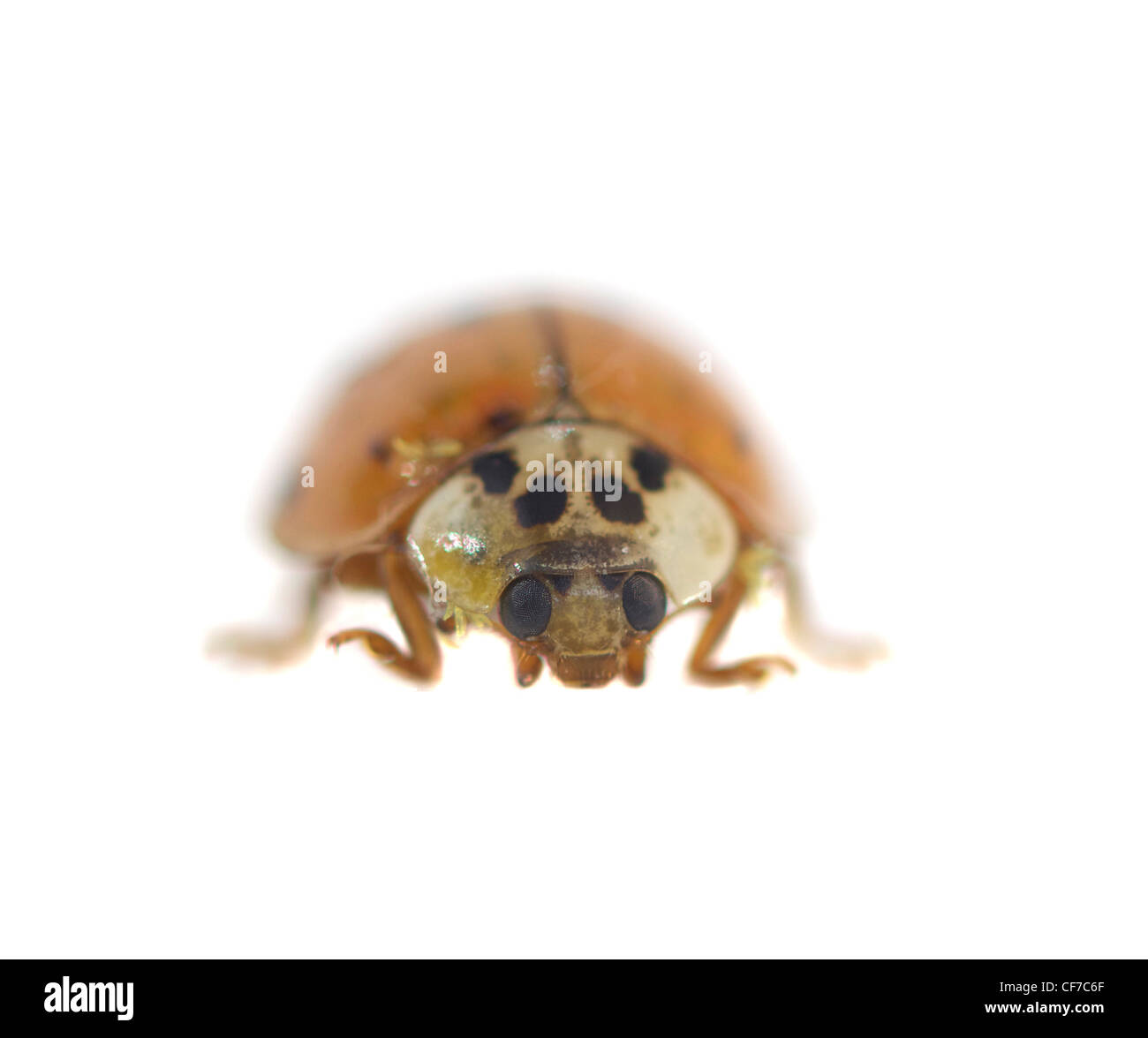 Macro de un escarabajo asiático multicolor naranja dama aislado en blanco Foto de stock