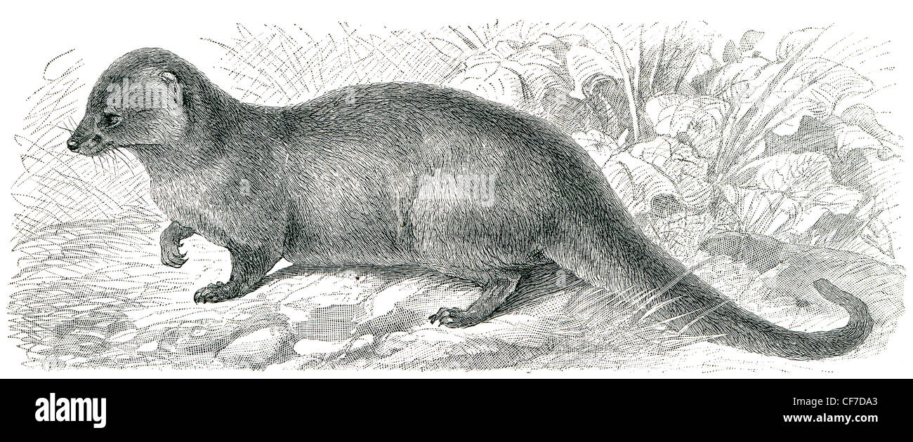 Representado Meloncillo (Herpestes mangosta egipcia Fotografía de stock