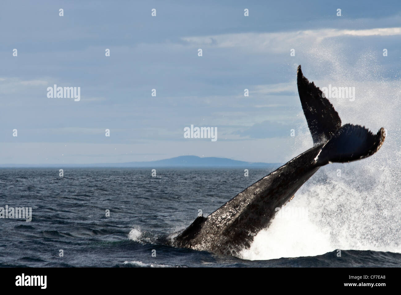 La ballena azul buceo en St Lawrence en Tadoussac, Quebec, Canadá Foto de stock