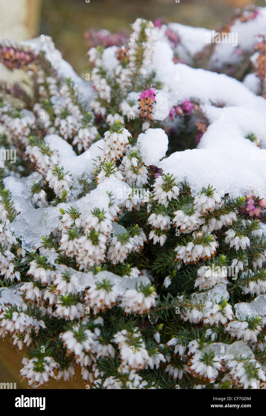 Jardín de invierno jardín británico en Allendale, Kent, UK, con vistas Romney Marsh una ligera nevada en heathers (Calluna vulgaris Foto de stock