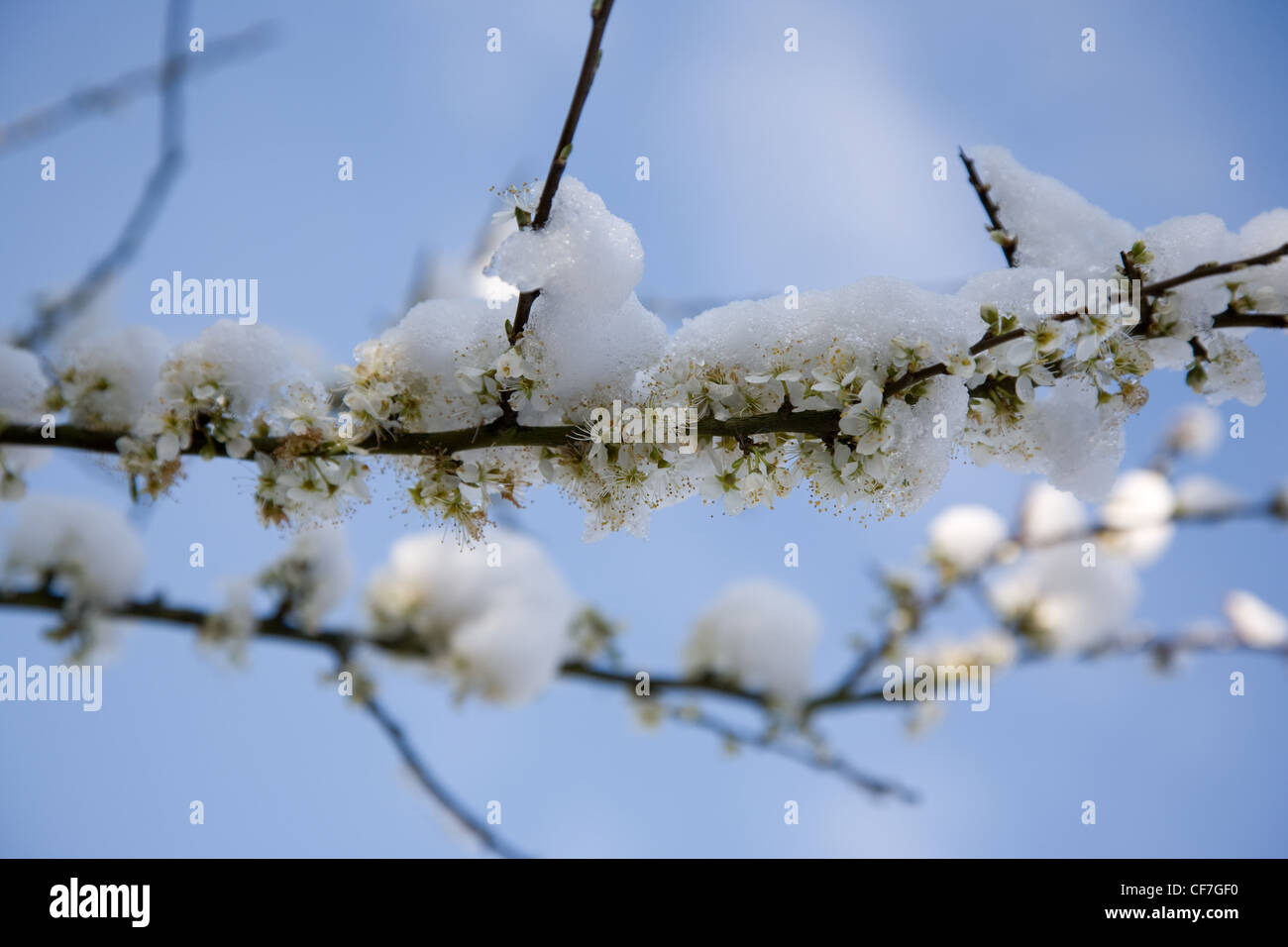 Jardín de invierno jardín británico en Allendale, Kent, UK, con vistas Romney Marsh endrinas flor (Prunus spinosa), después Blackthron Foto de stock