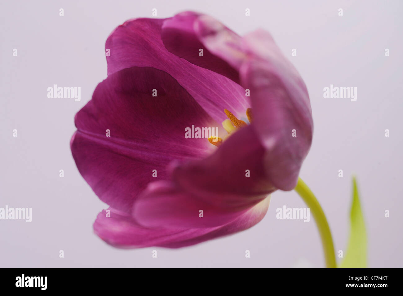 Un bodegón imagen de un solo color púrpura tulip Foto de stock