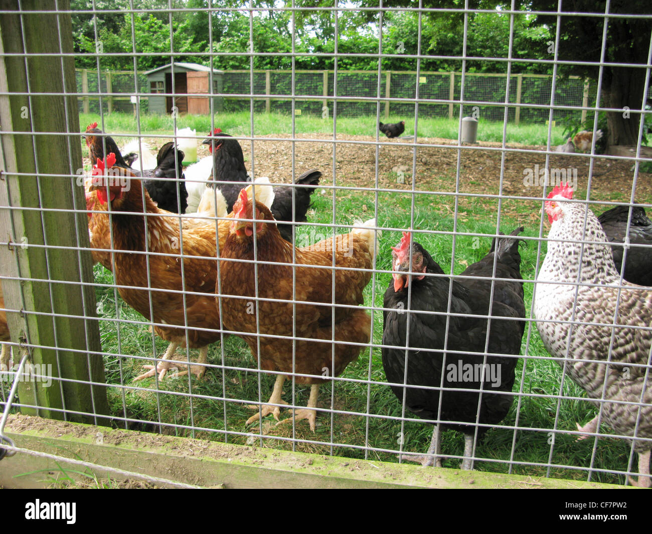 Curioso free range pollos deambulan por una granja orgánica Foto de stock