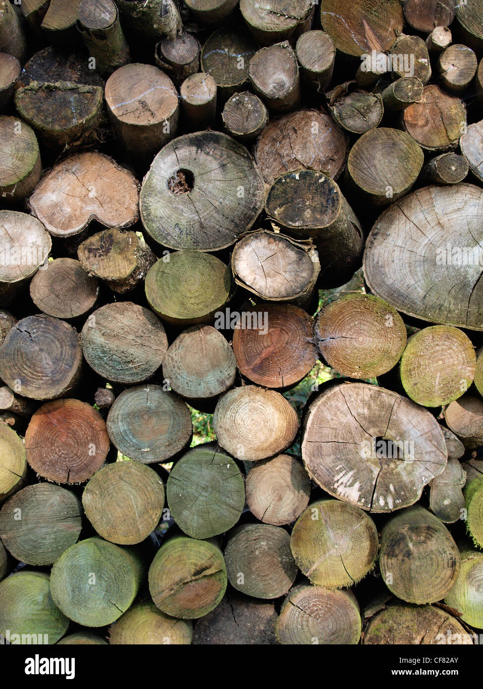 Pila de troncos Foto de stock