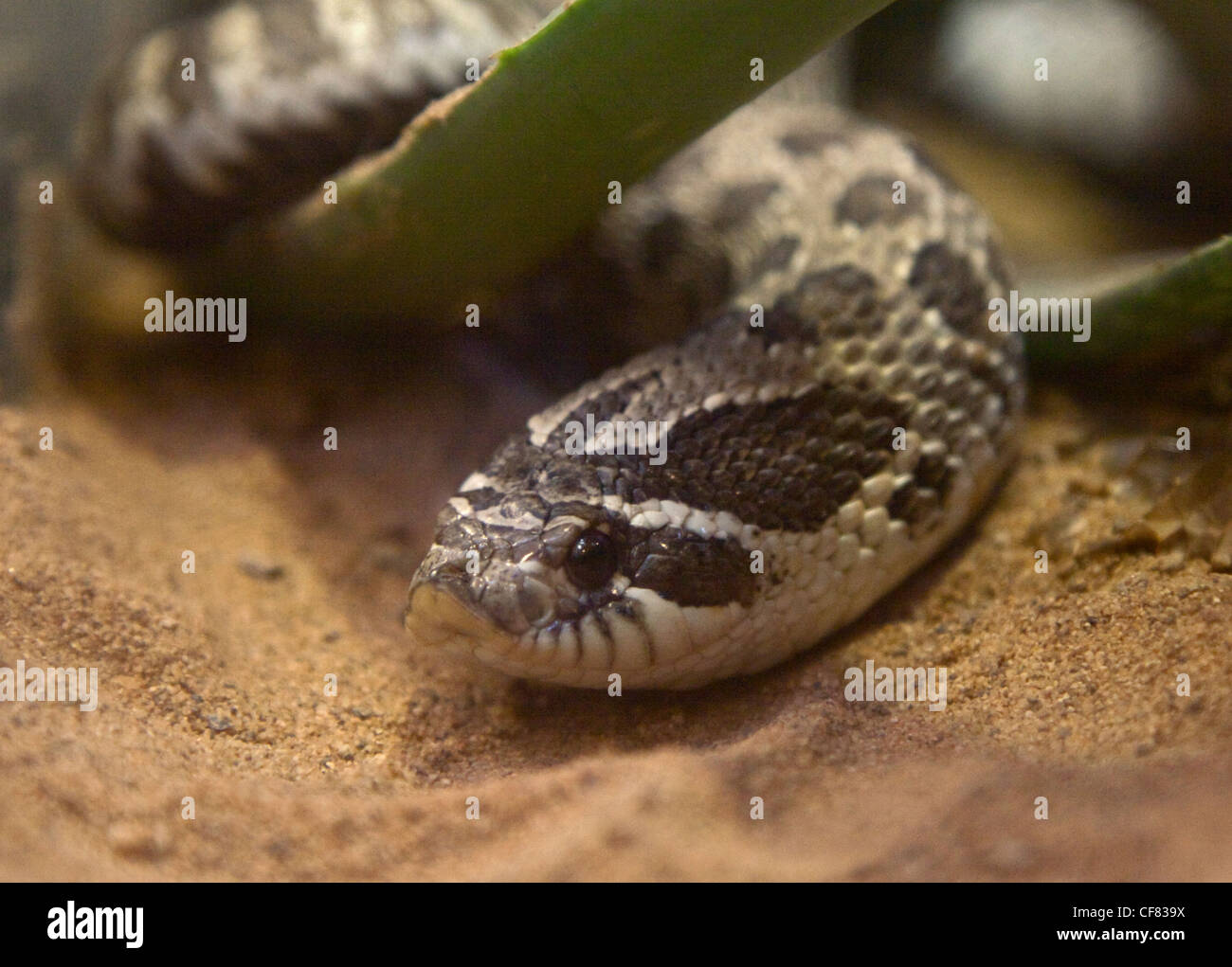 Western Hognose Snake (heterodon nasicus) Foto de stock