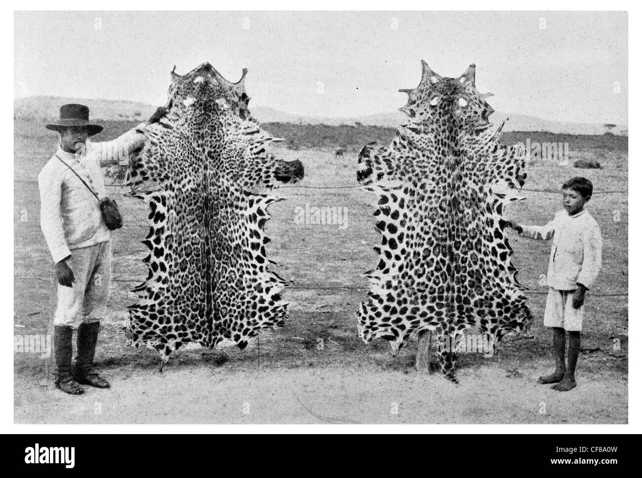 1926 Jaguar Ocultar Panthera onca América del Sur Foto de stock