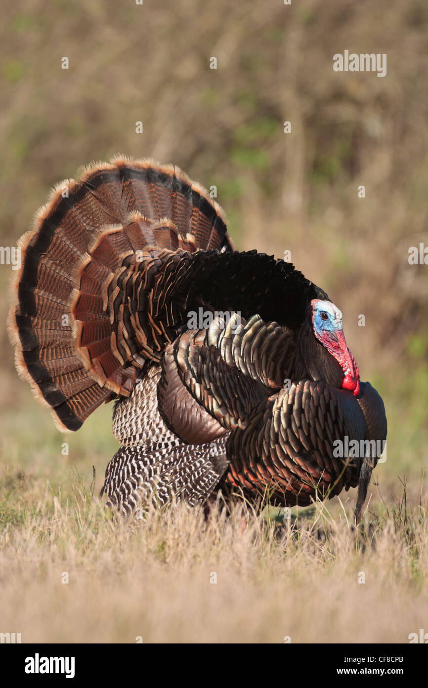 Rio Grande Wild Turkey Gobbler Strutting Fotos E Imagenes De Stock Alamy Rio Grande Wild Turkey Gobbler Strutting Fotos E Imagenes De Stock Alamy