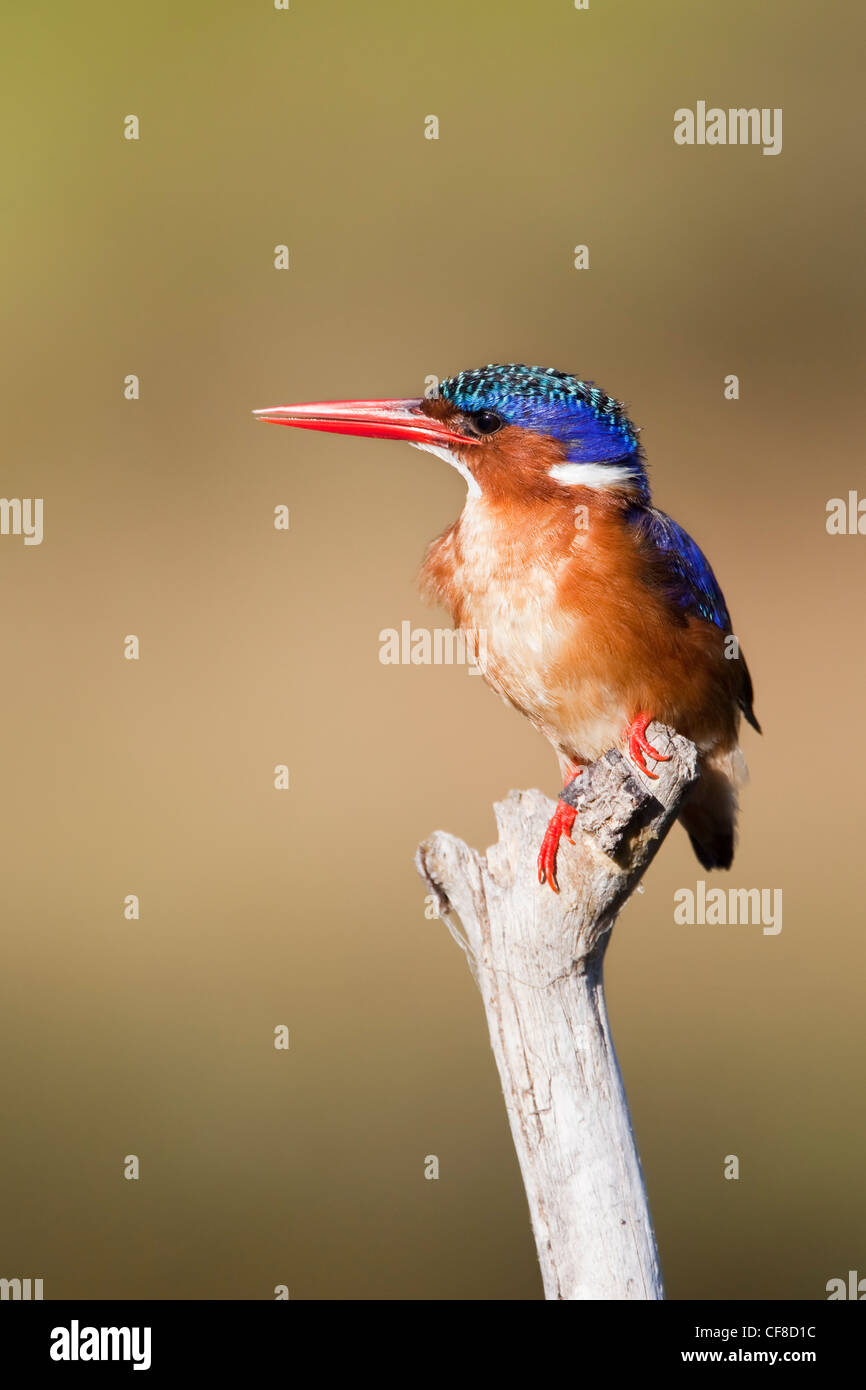 Malachite kingfisher, Alcedo cristata, Intaka Island, Cape Town, Sudáfrica Foto de stock