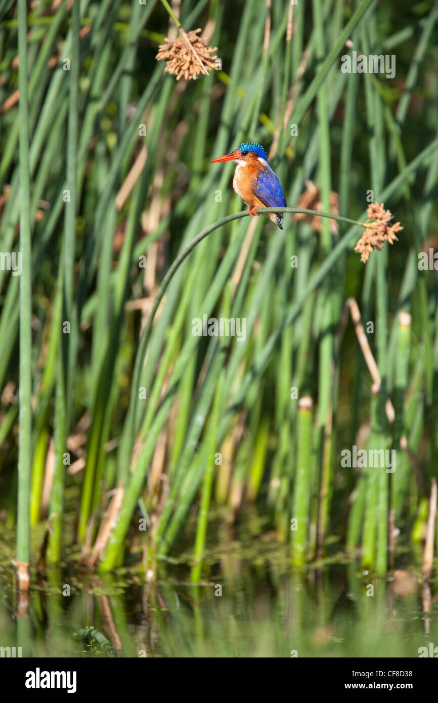 Malachite kingfisher, Alcedo cristata, Intaka Island, Cape Town, Sudáfrica Foto de stock