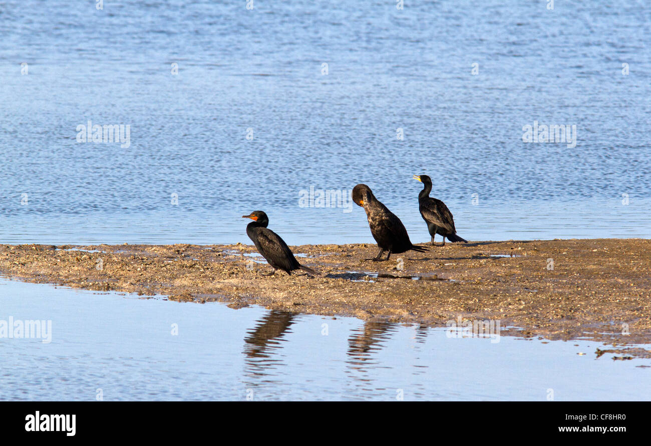 Doble Crested cormoranes (Phalacrocorax auritus) tomando sol. Foto de stock