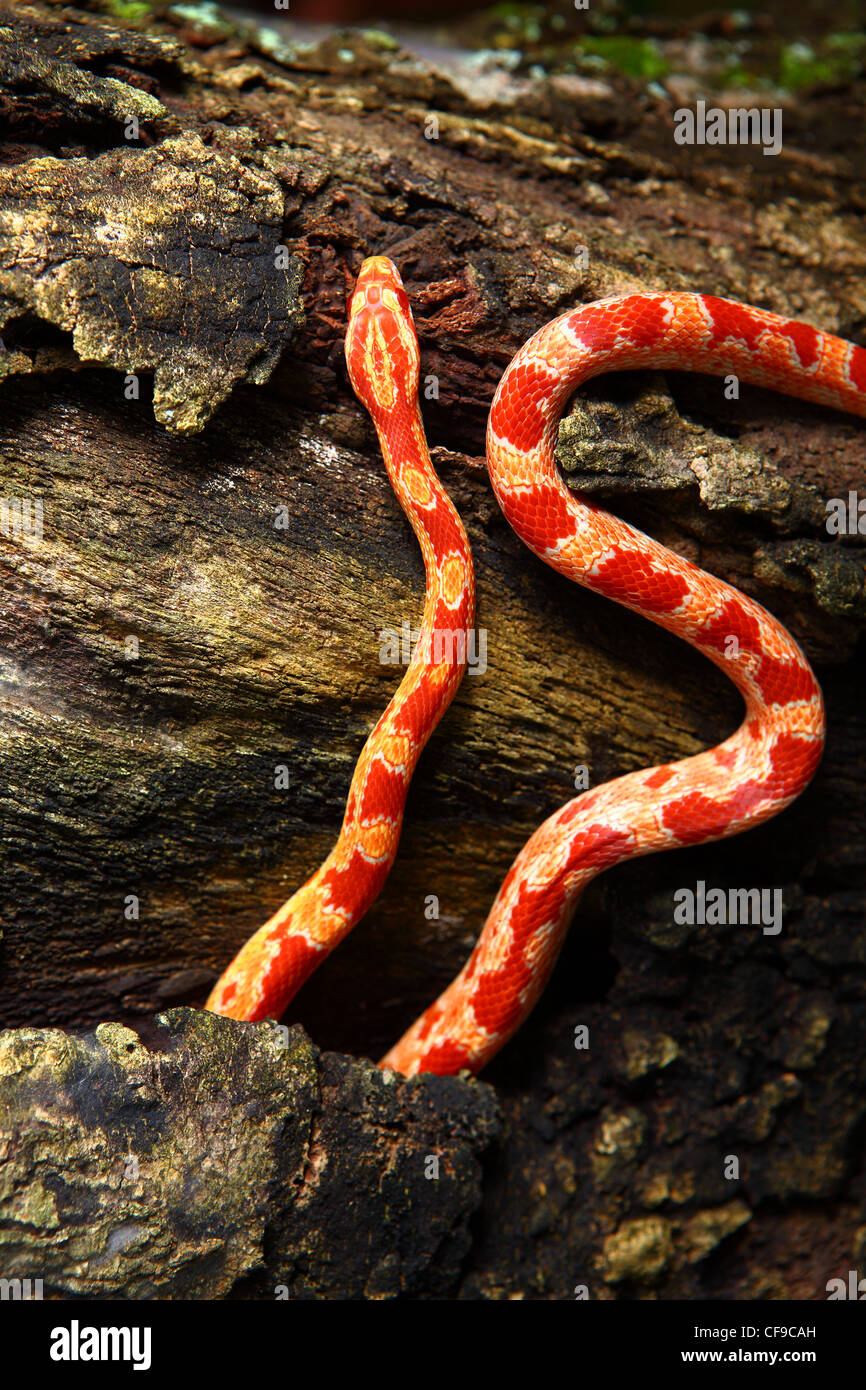 Serpiente De Maiz Del Bebe Fotografia De Stock Alamy
