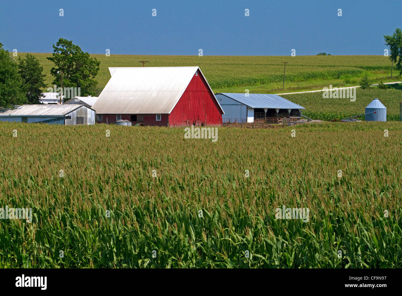 Granero rojo y campo de maíz cerca de Griswold, Iowa, EE.UU. Foto de stock