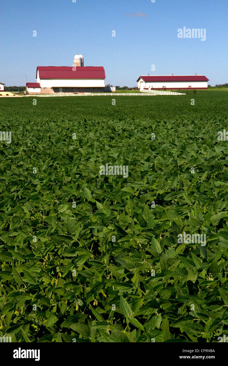 Granja de cultivo de soja y al norte de Eau Claire, Wisconsin, Estados Unidos. Foto de stock
