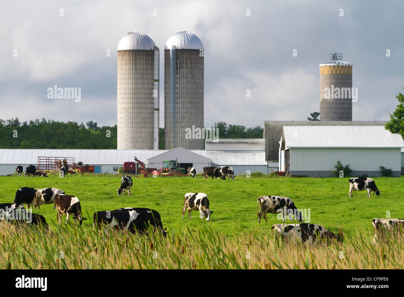 Cerca de la granja de vacas lecheras y Taylor County, Wisconsin, Estados  Unidos Fotografía de stock - Alamy