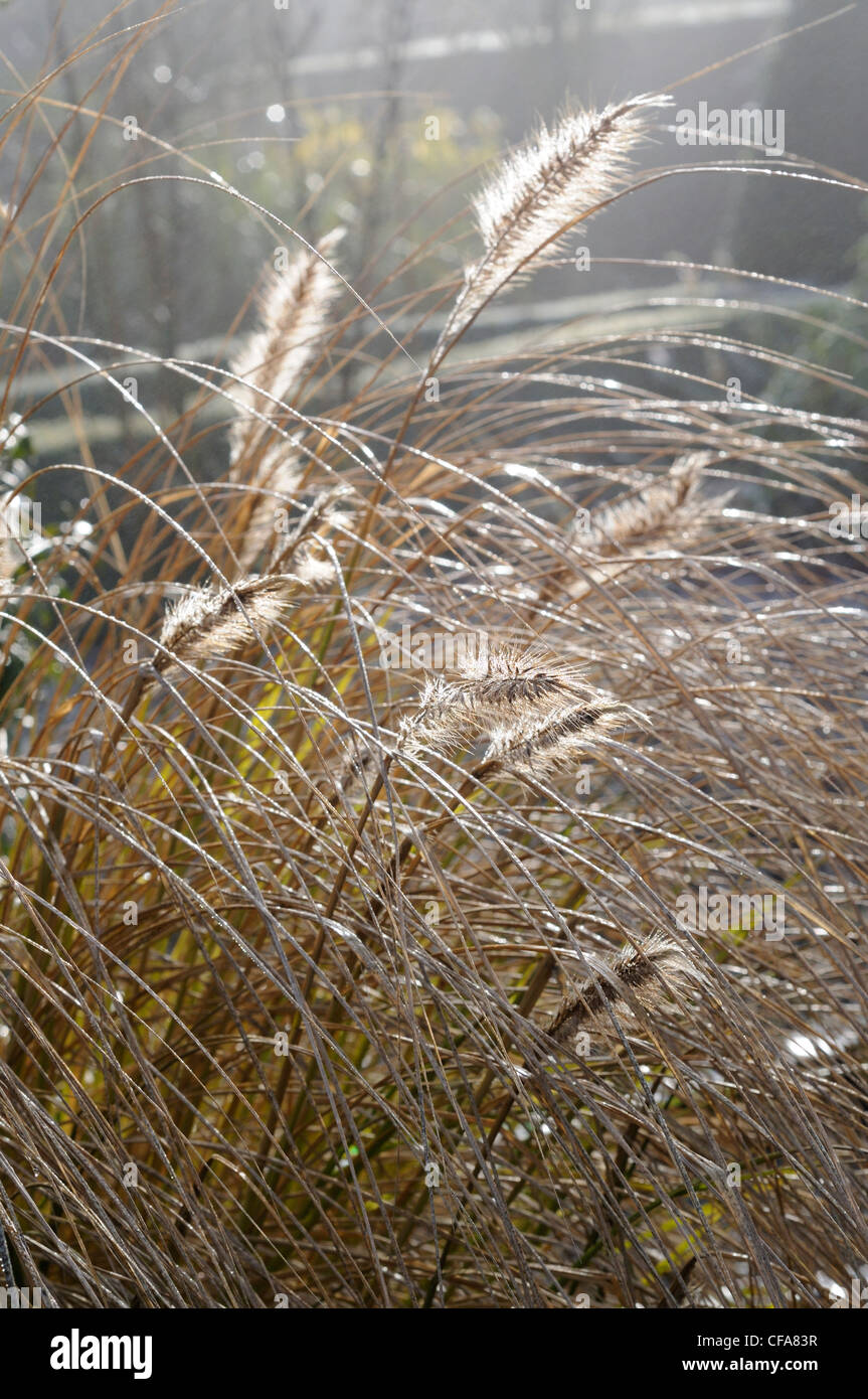 Hierbas ornamentales contraluz en el sol de la mañana Foto de stock