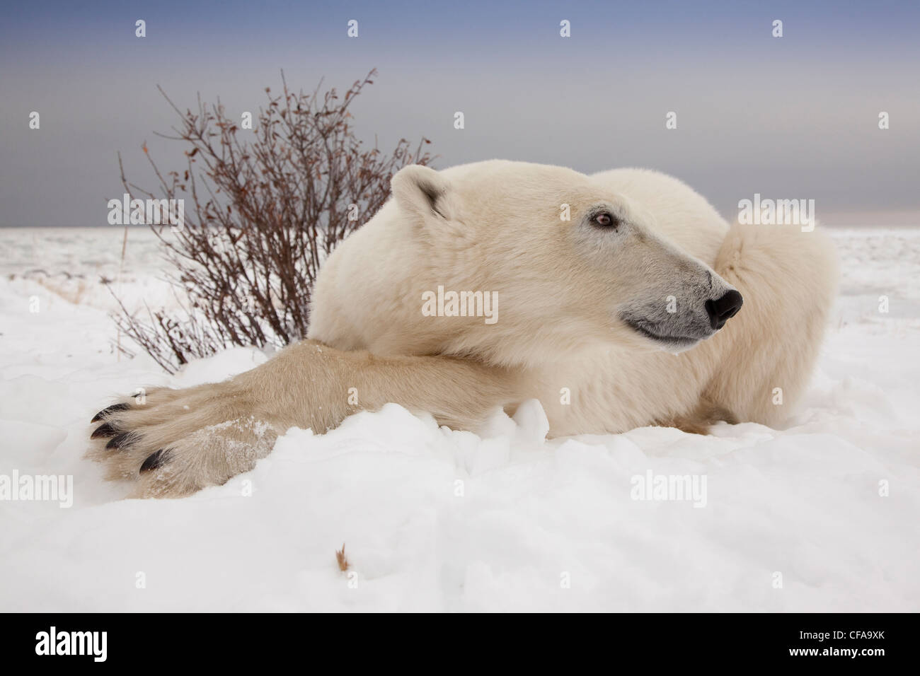 Cerrar vista de gran angular de oso polar Ursus Foto de stock