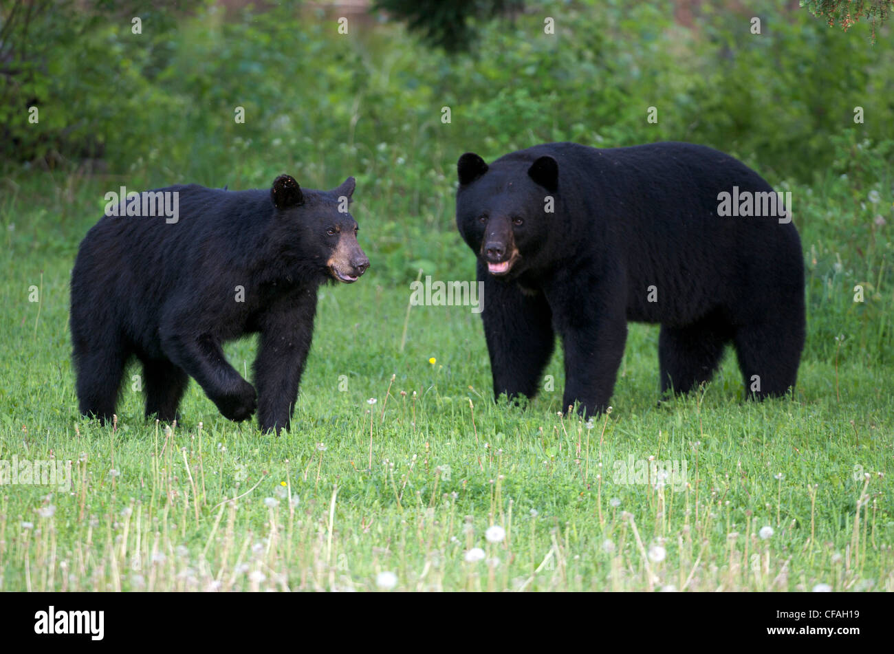Wild American Black Bearmacho y hembra en los pastos de verano. (Ursus