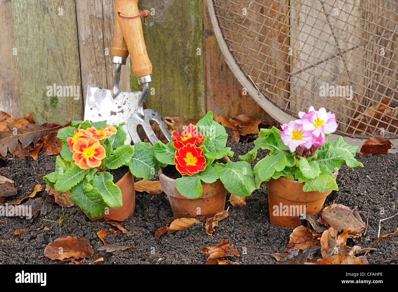 Rústico jardín primaveral escena con Prímulas, macetas de terracota y herramientas de jardinería. Foto de stock