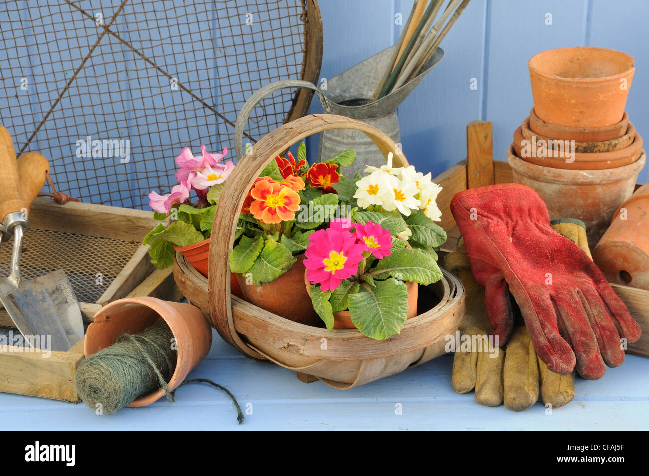 Rústico jardín primaveral escena con prímulas trug en Madera, macetas de terracota y herramientas de jardinería. Foto de stock