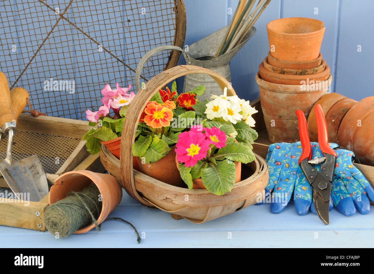 Rústico jardín primaveral escena con prímulas trug en Madera, macetas de terracota y herramientas de jardinería. Foto de stock
