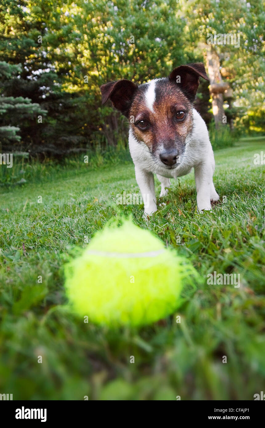 Jack Russell Terrier, jugar fetch, Alberta, Canadá. Foto de stock