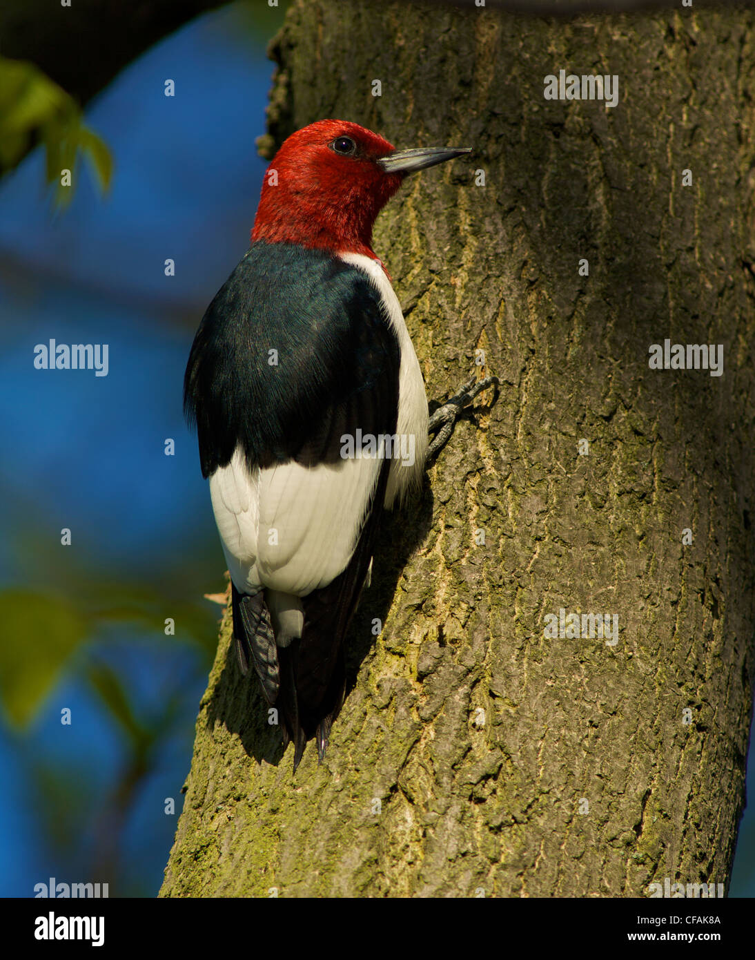 Red-Headed Woodpecker (Melanerpes erythrocephalus) posado sobre un tronco de árbol. Foto de stock