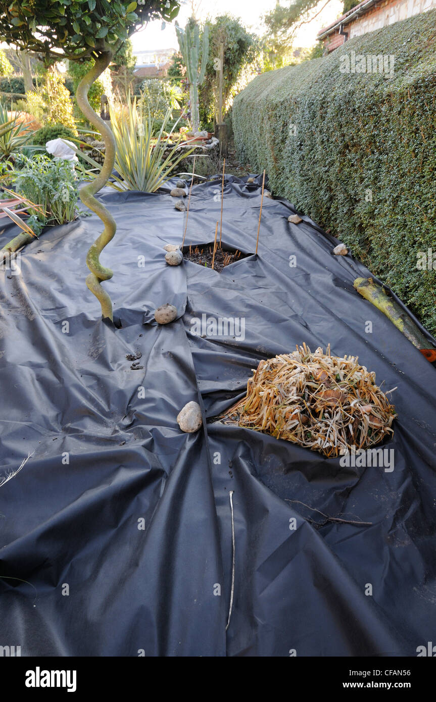 Jardinero colocando membrana alrededor weedproof Sacacorchos Bay Tree antes de cubrir con guijarros, Reino Unido, diciembre Foto de stock