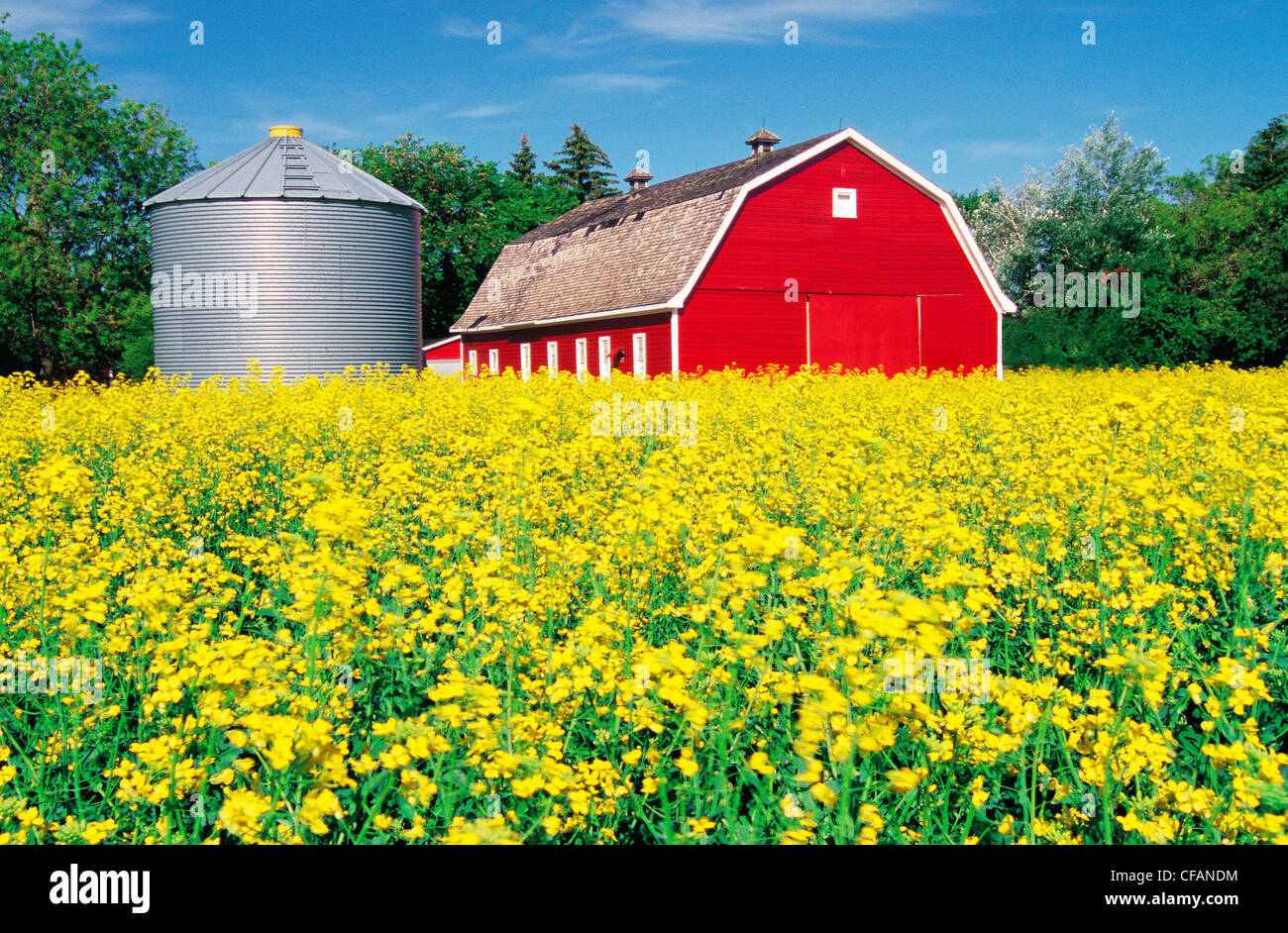 Blooming canola campo con granero rojo y depósito de grano en el fondo cerca de Winnipeg, Manitoba, Canadá Foto de stock