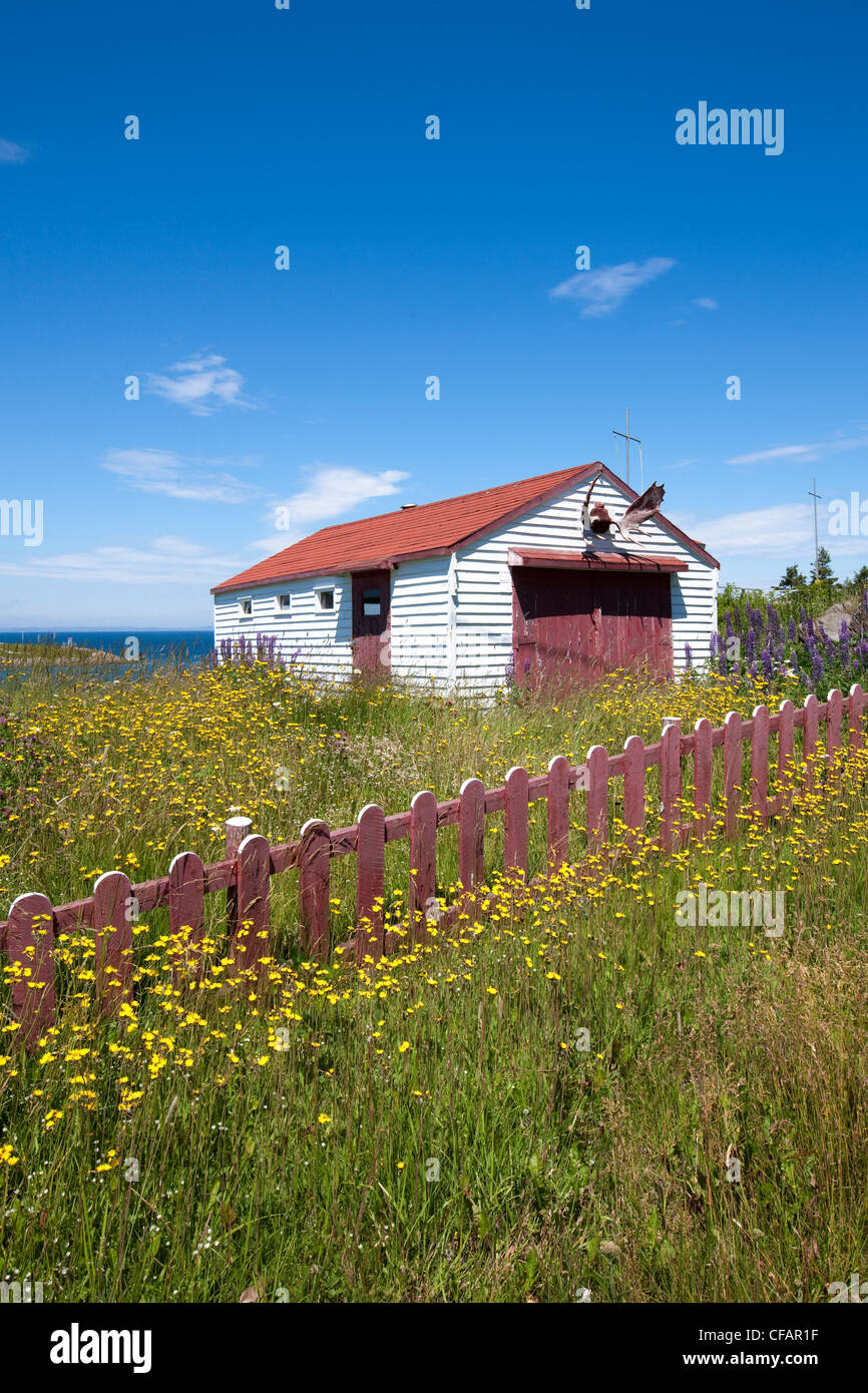 Campo de flores silvestres a lo largo de una valla en Nueva Perlican, Terranova y Labrador, Canadá. Foto de stock