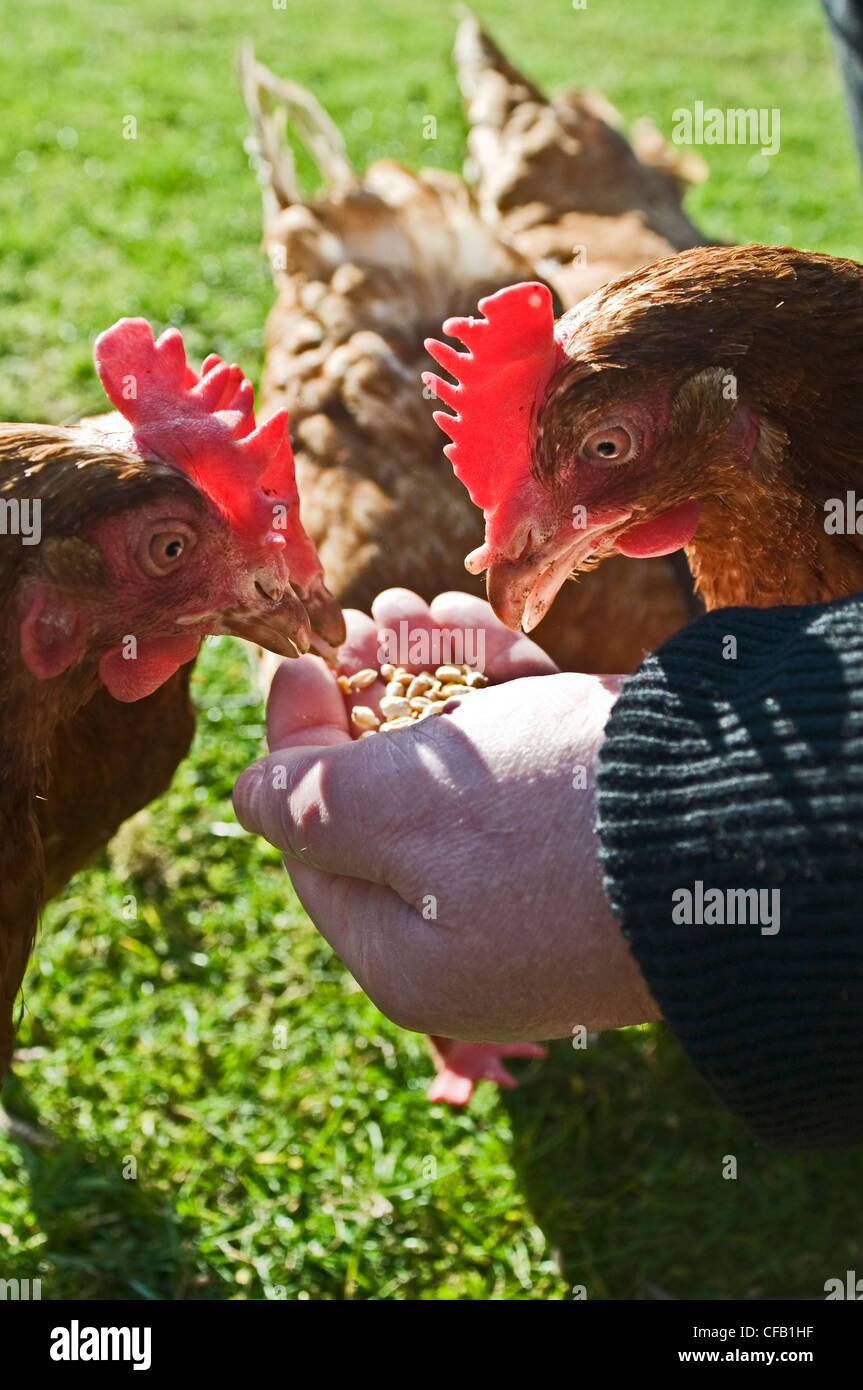 Una mano individual alimentando pollos domésticos Foto de stock
