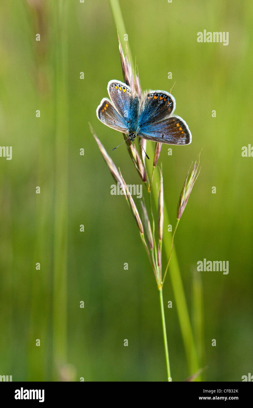 Mariposa Azul común Foto de stock
