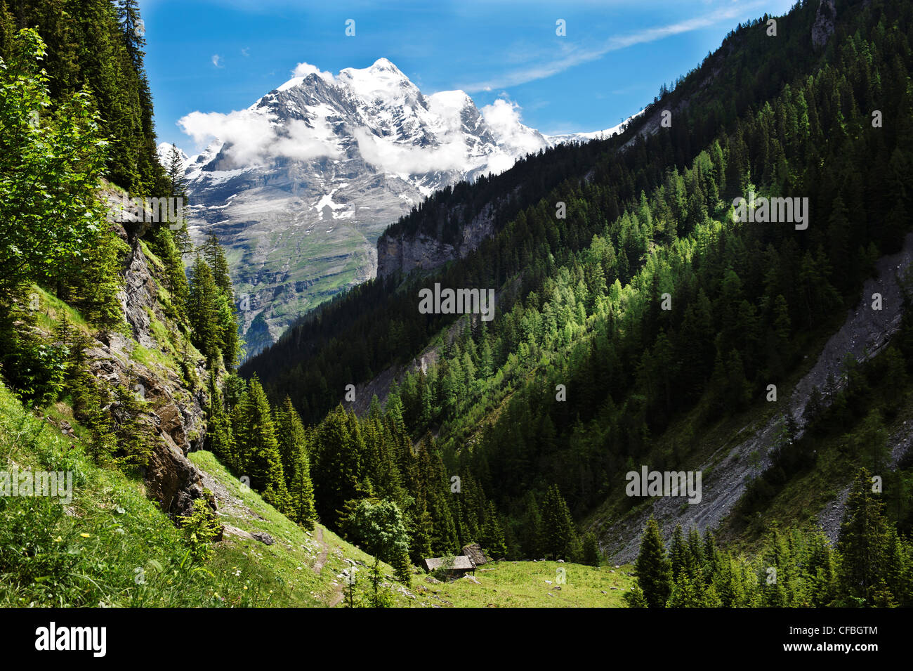 Suiza, en el cantón de Berna, los Alpes, los Alpes Berneses, en el Oberland Bernés, valle, la madera, el bosque, un bosque de montaña, el abeto de Noruega, la montaña l Foto de stock