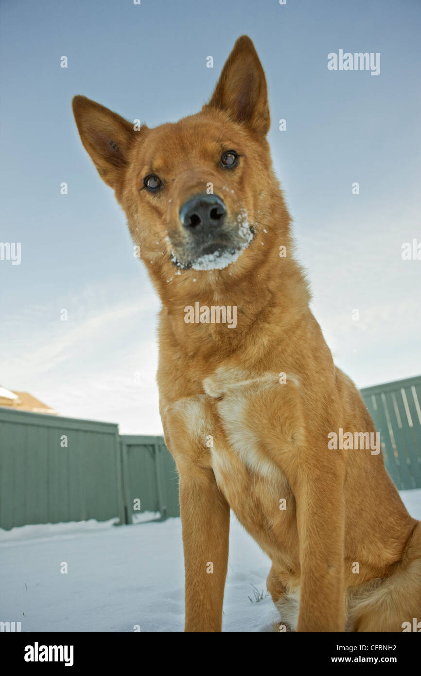 Retrato de perro de raza mixta al aire libre en invierno Foto de stock