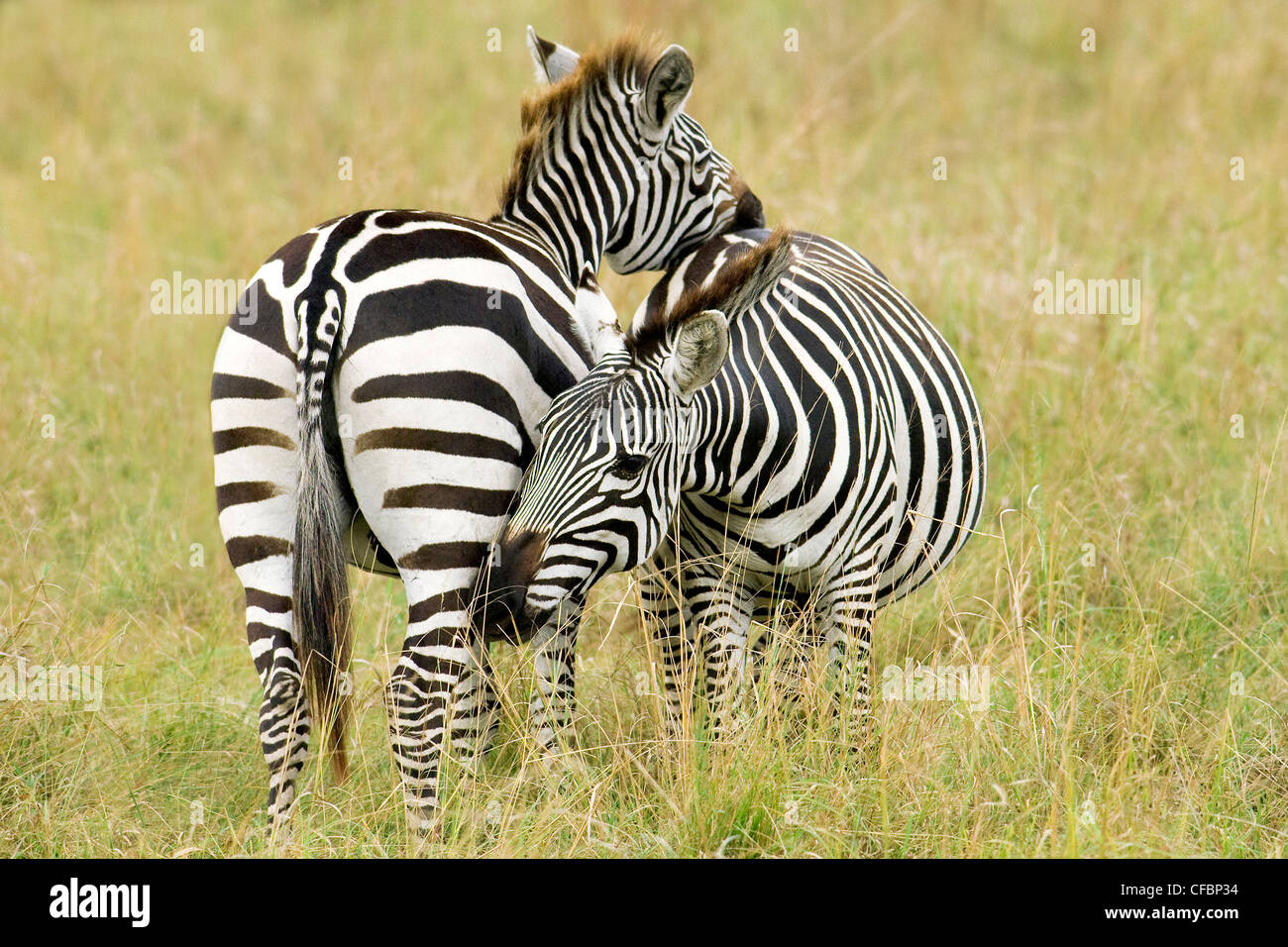 El acicalamiento mutuo en un par de llanuras de adultos (zebra Equus burchelli), llanuras de Serengeti, África Oriental, Kenya Foto de stock