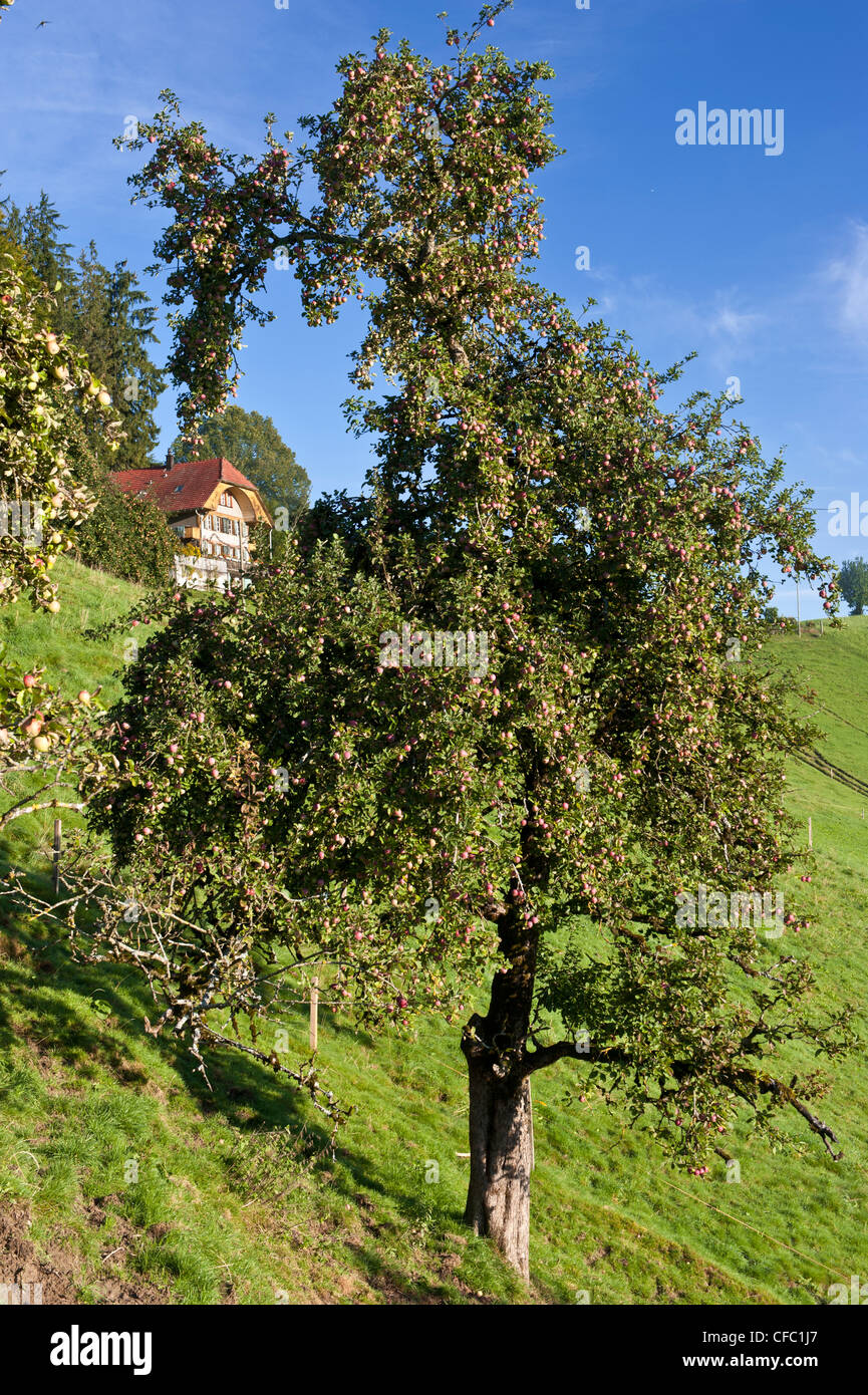 Apple, Apple tree, granja GRANJA granja, Emmental, casa, otoño, otoño, cantón de Berna, frutas, frutas Schafhausen, Schwand, Foto de stock