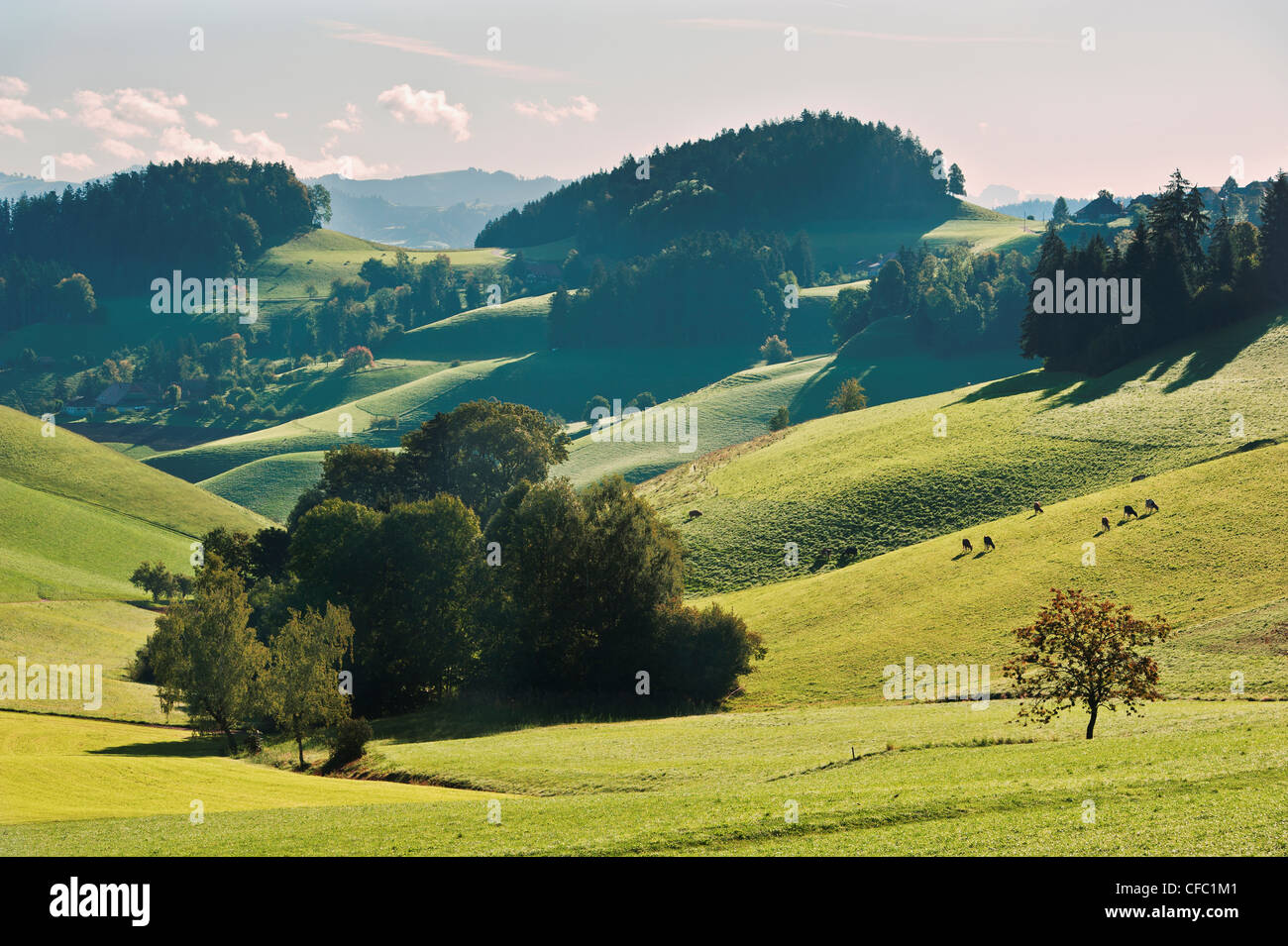 Emmental, colinas, montañas, llanuras, el paisaje montañoso, cantón de Berna, ganado, paisaje, entorno, Lützelflüh, Switzerl Foto de stock